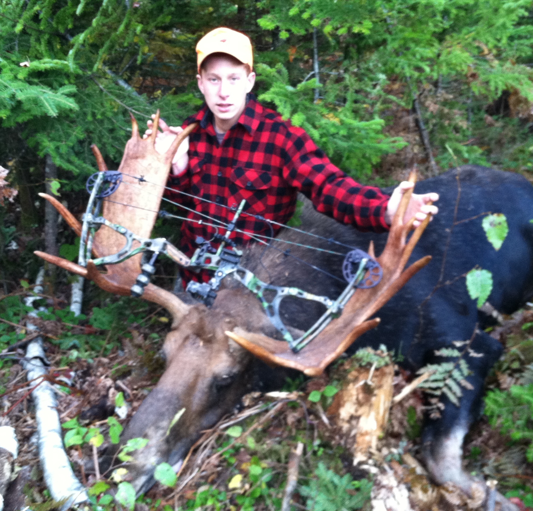Maine Moose Hunting